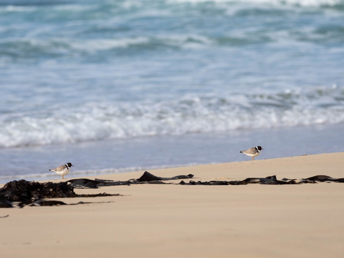 Hooded Plover - ML608752530