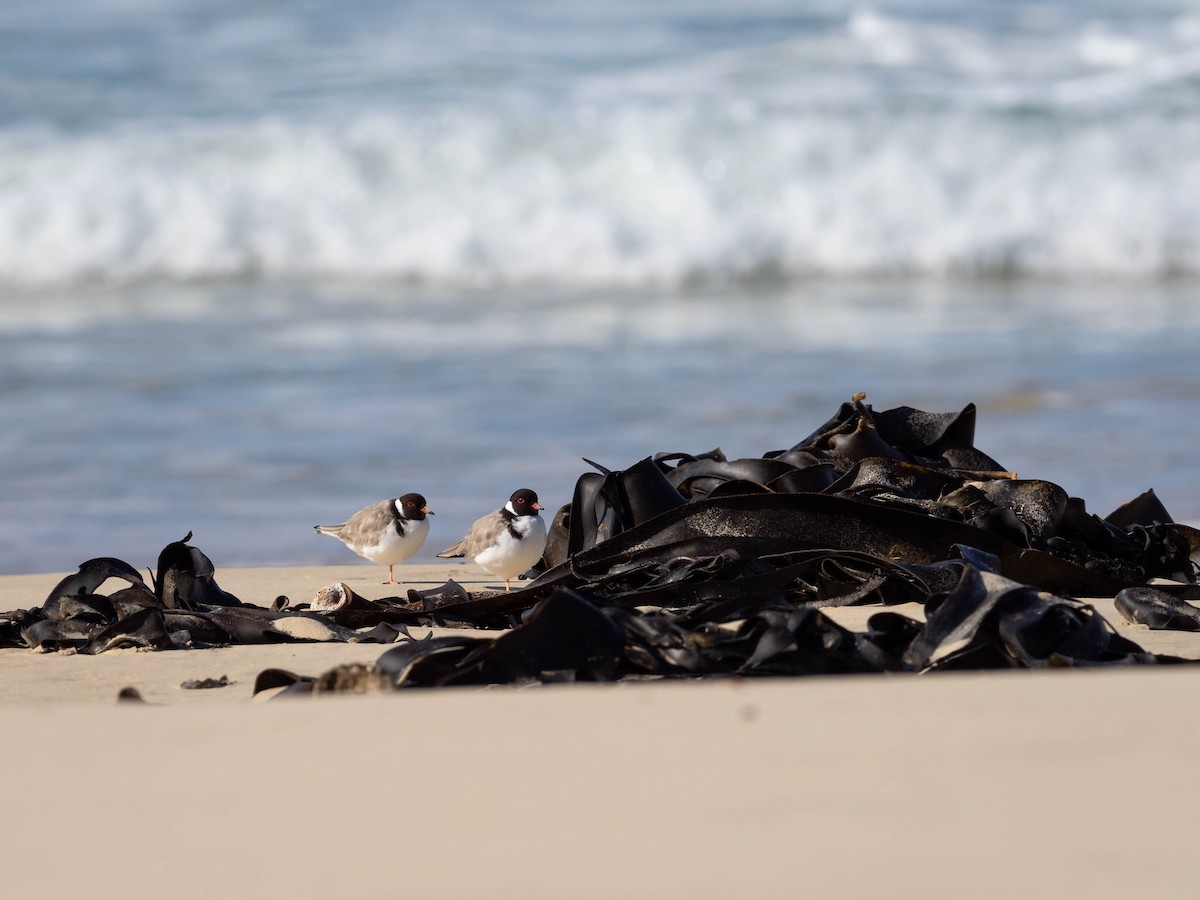 Hooded Plover - ML608752531