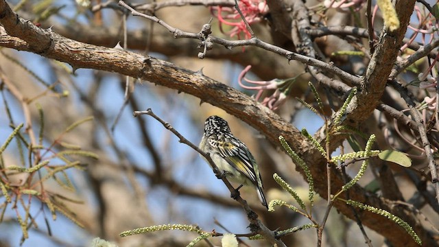 Yellow-fronted Tinkerbird - ML608752532