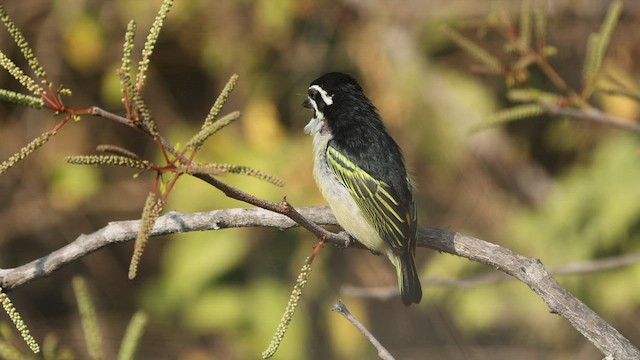 Goldbürzel-Bartvogel - ML608752534