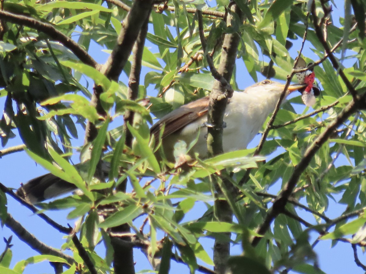 Yellow-billed Cuckoo - Tim Carney