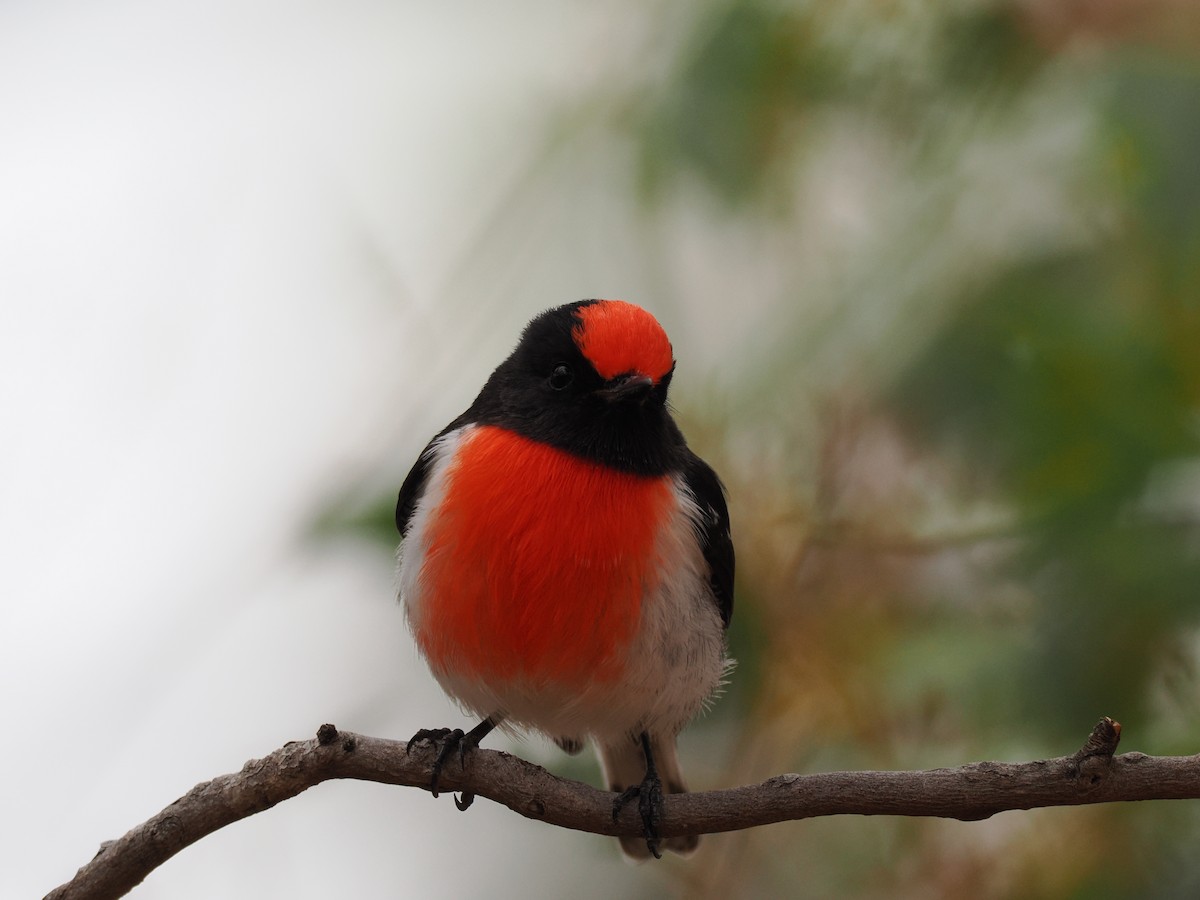 Red-capped Robin - ML608752570