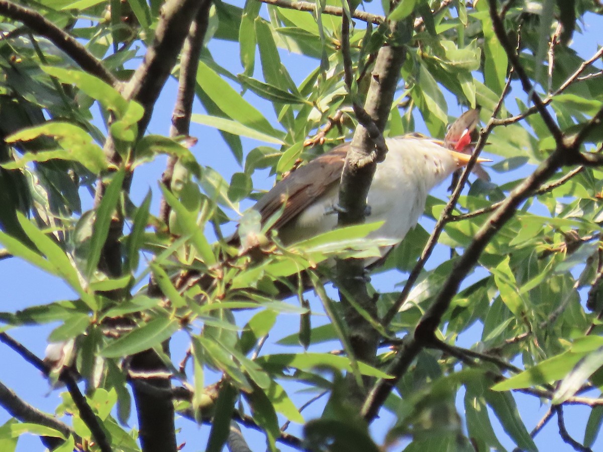 Yellow-billed Cuckoo - Tim Carney