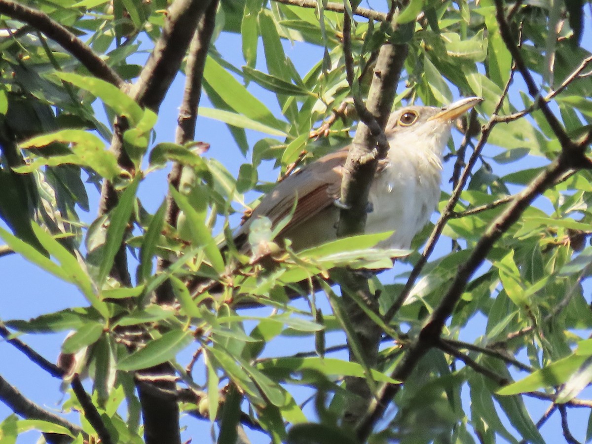 Yellow-billed Cuckoo - ML608752575