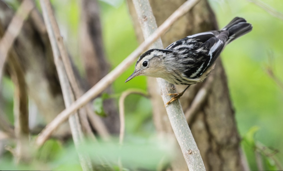Black-and-white Warbler - ML608752607