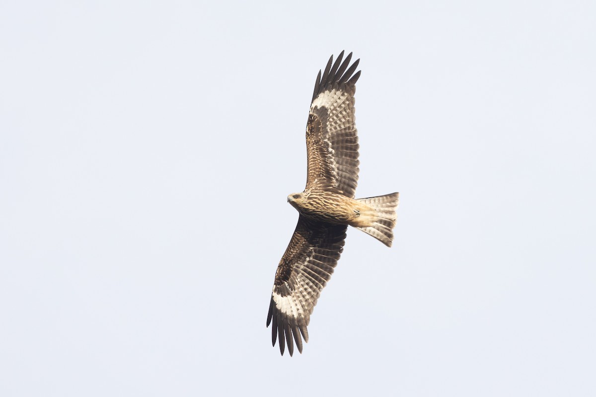 Black Kite (Black-eared) - Yann Muzika