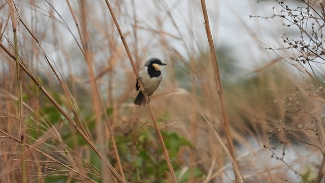 Bulbul Acollarado - ML608752772