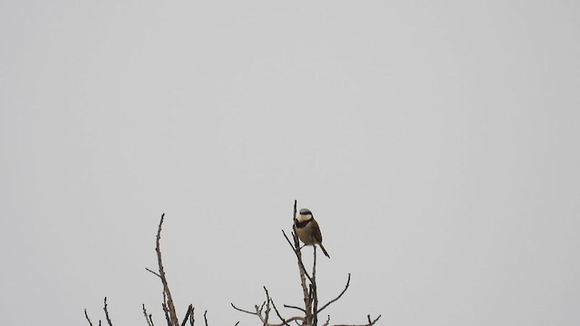 Bulbul Acollarado - ML608752773