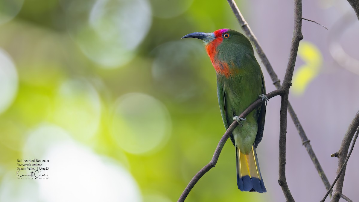 Red-bearded Bee-eater - ML608752889