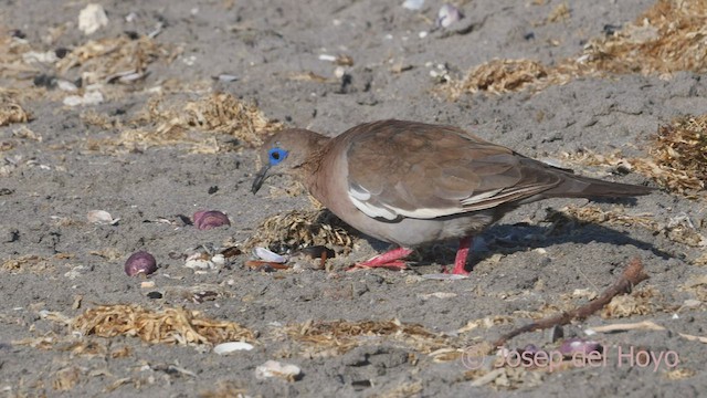 West Peruvian Dove - ML608752910