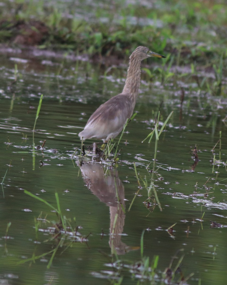 Indian Pond-Heron - ML608753036