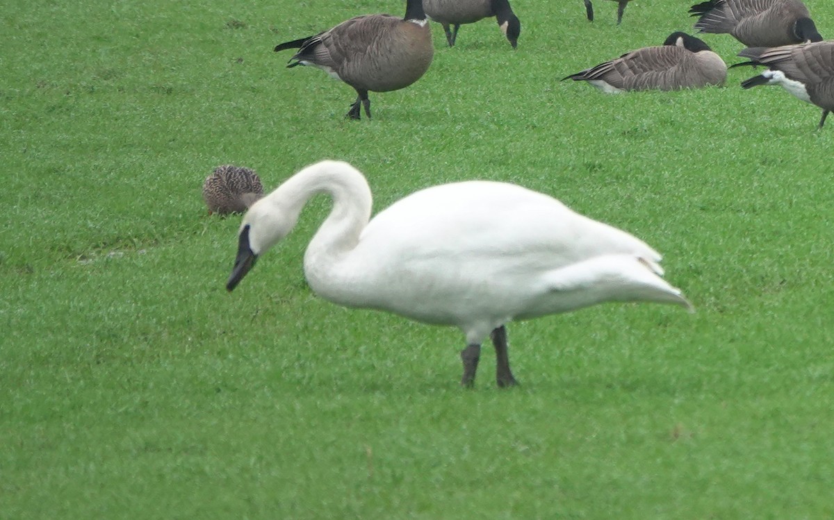 Trumpeter Swan - Matt Dufort