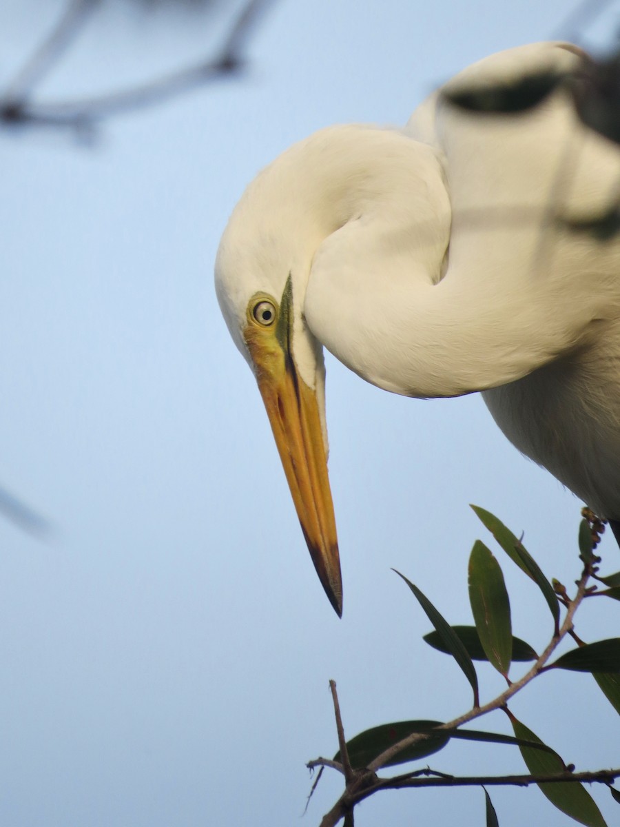 Great Egret - ML608753148