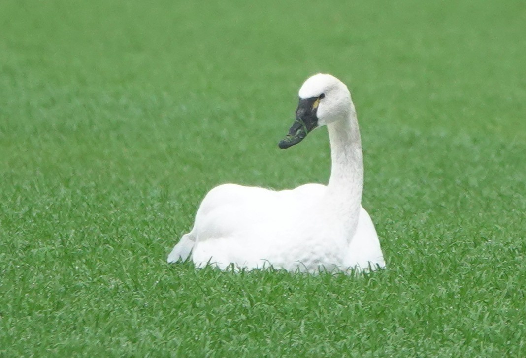 Tundra Swan - Matt Dufort