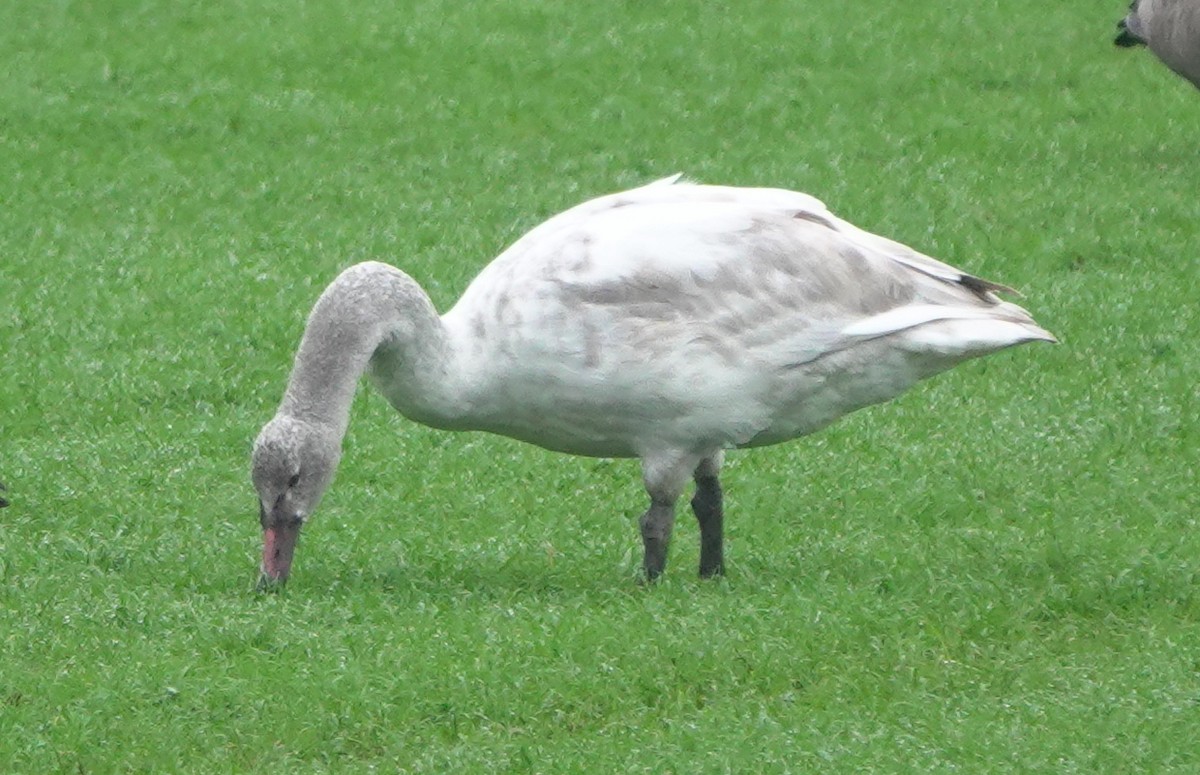 Tundra Swan - ML608753177