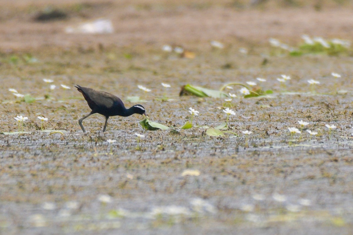 eBird Checklist - 10 Jun 2023 - Ranapur, Odisha, IN (19.85, 83.005 ...