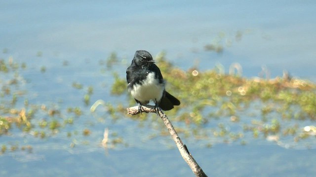 Willie-wagtail - ML608753211