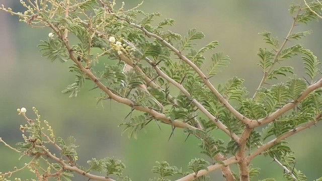 Sykes's Warbler - ML608753223