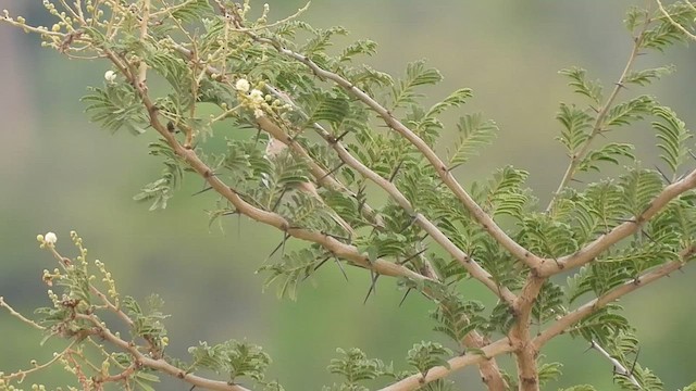 Sykes's Warbler - ML608753223