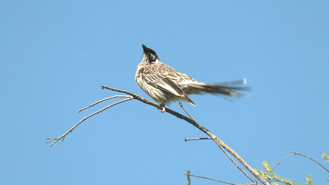 Red Wattlebird - ML608753300