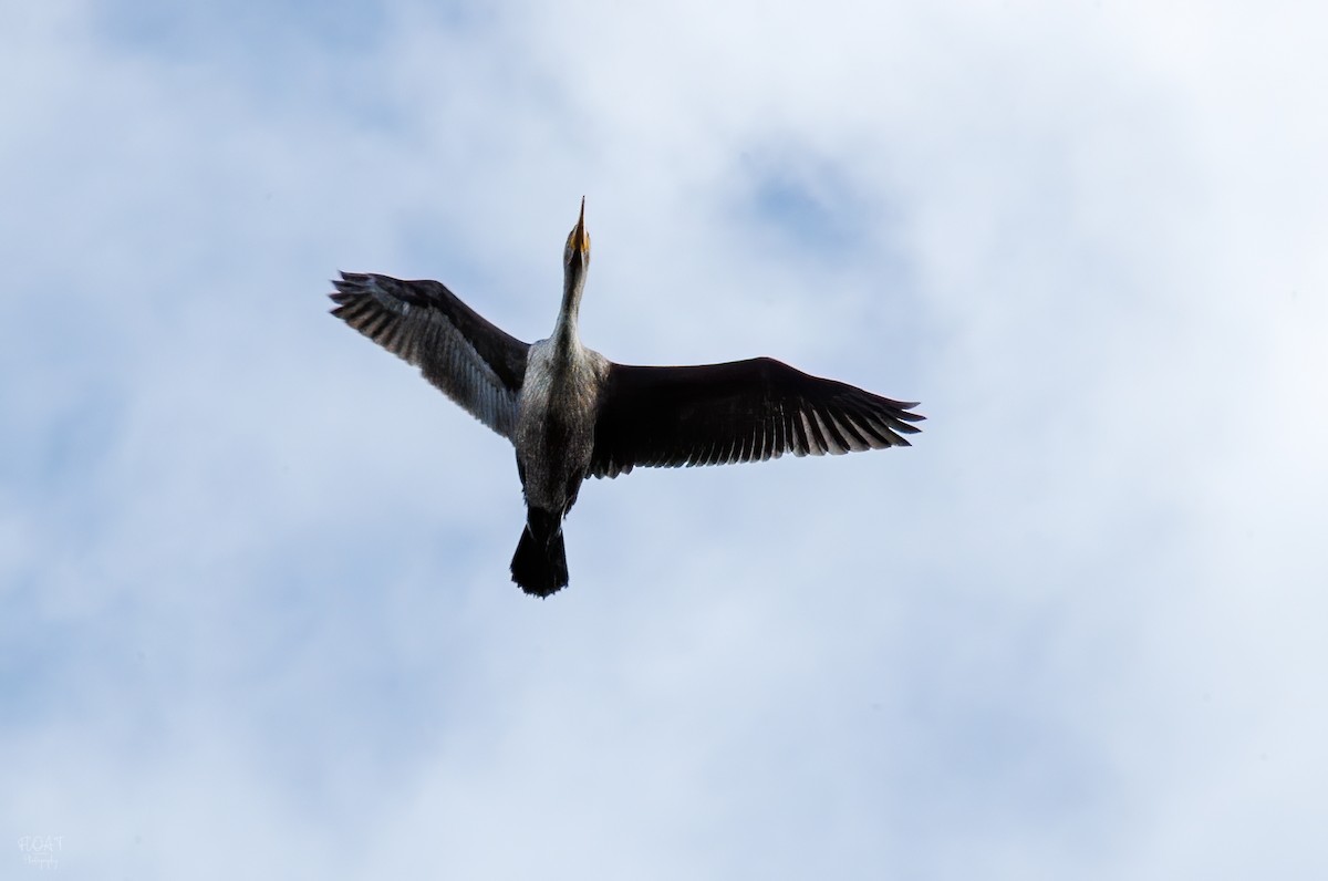 Double-crested Cormorant - Tony  Rinaud