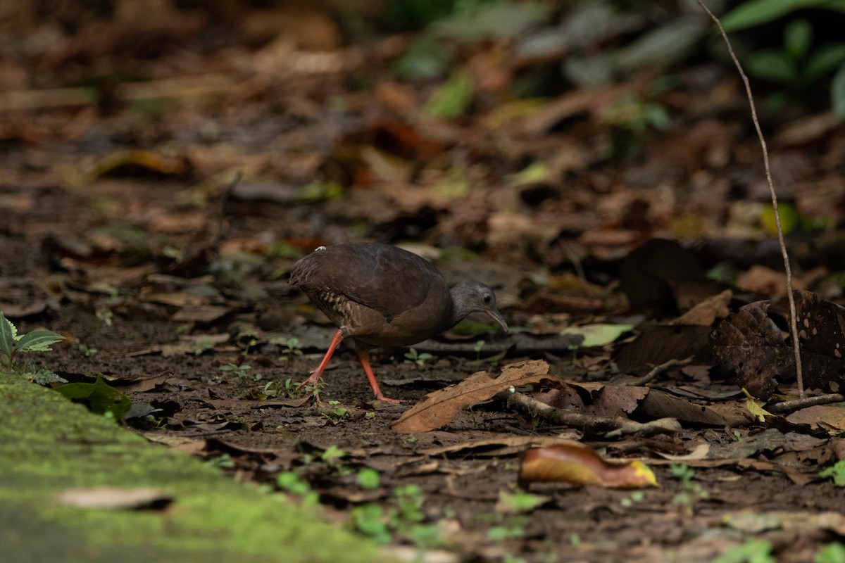 Slaty-breasted Tinamou - ML608753427