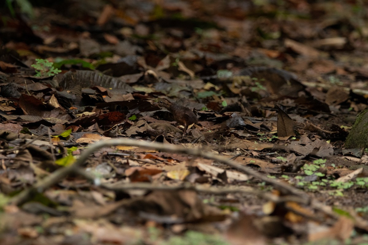 Slaty-breasted Tinamou - ML608753429