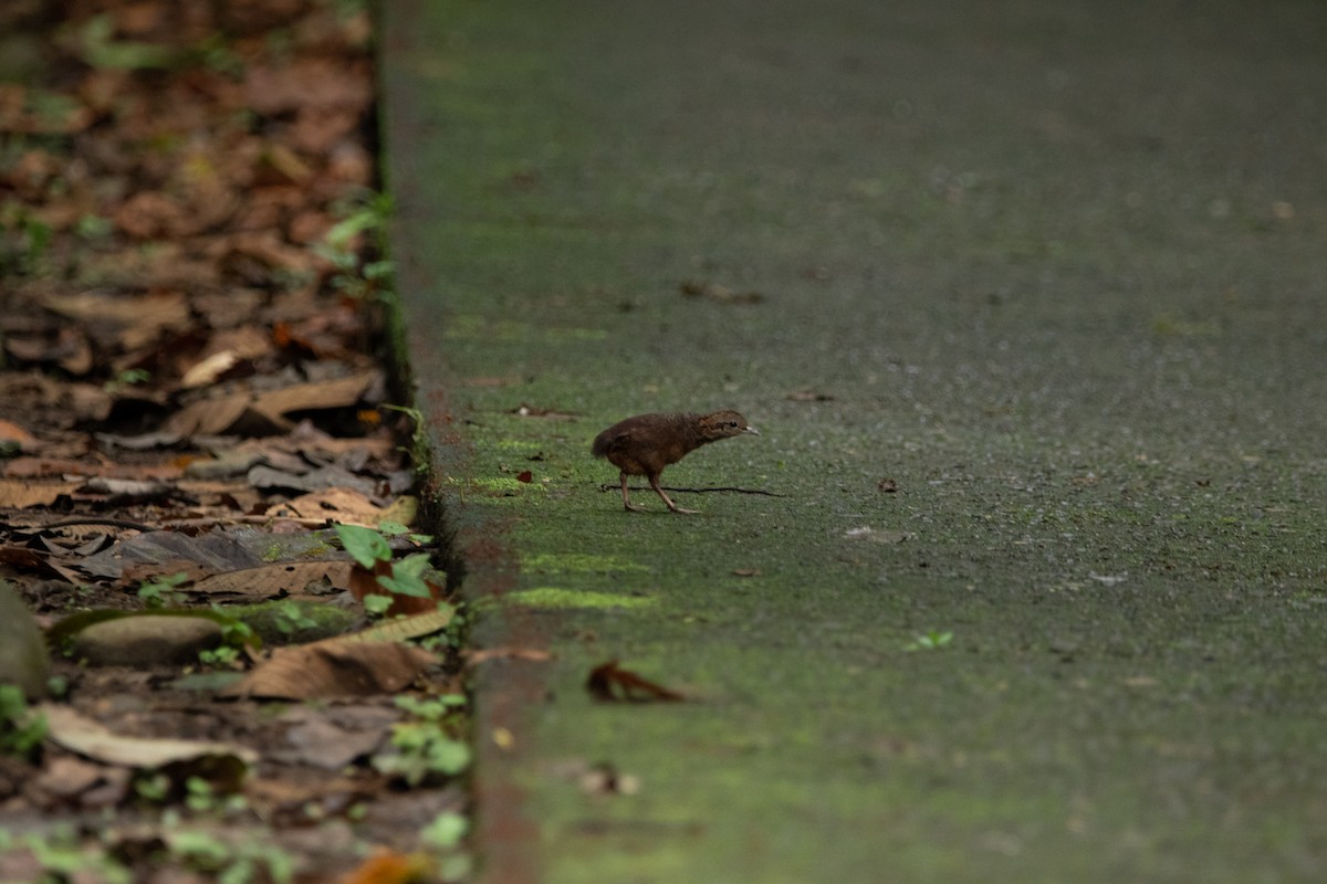 Slaty-breasted Tinamou - ML608753431