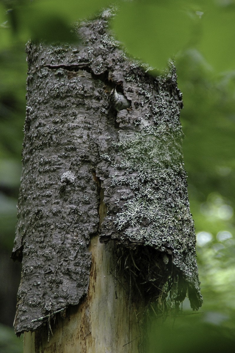 Brown Creeper - ML608753452