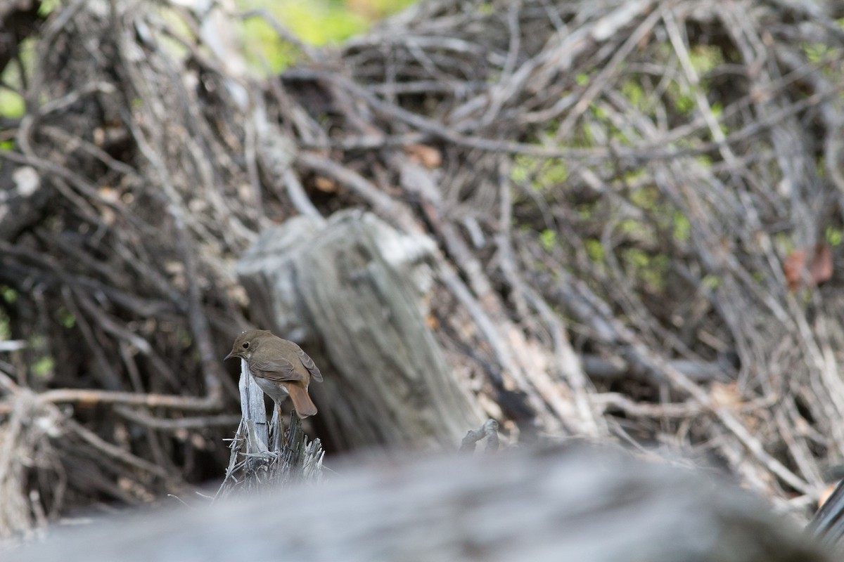 Hermit Thrush - ML60875351