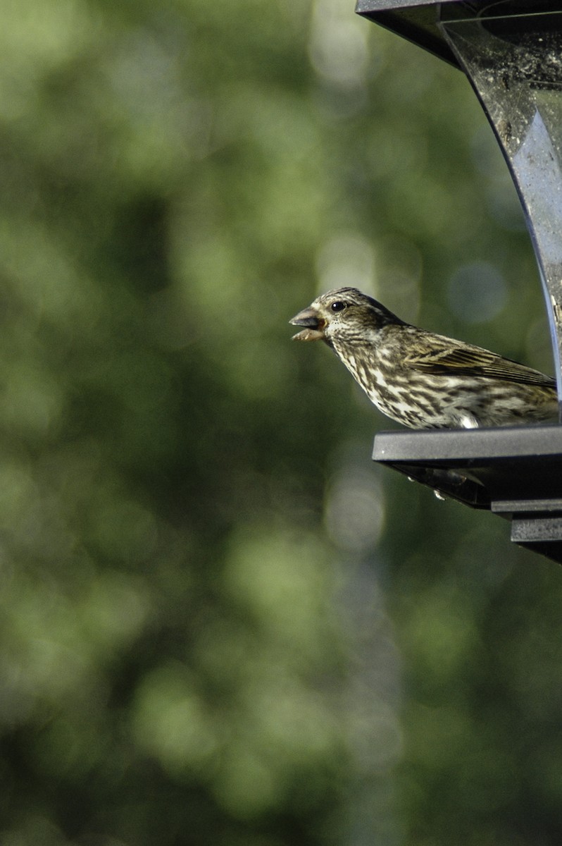 Purple Finch - ML608753545