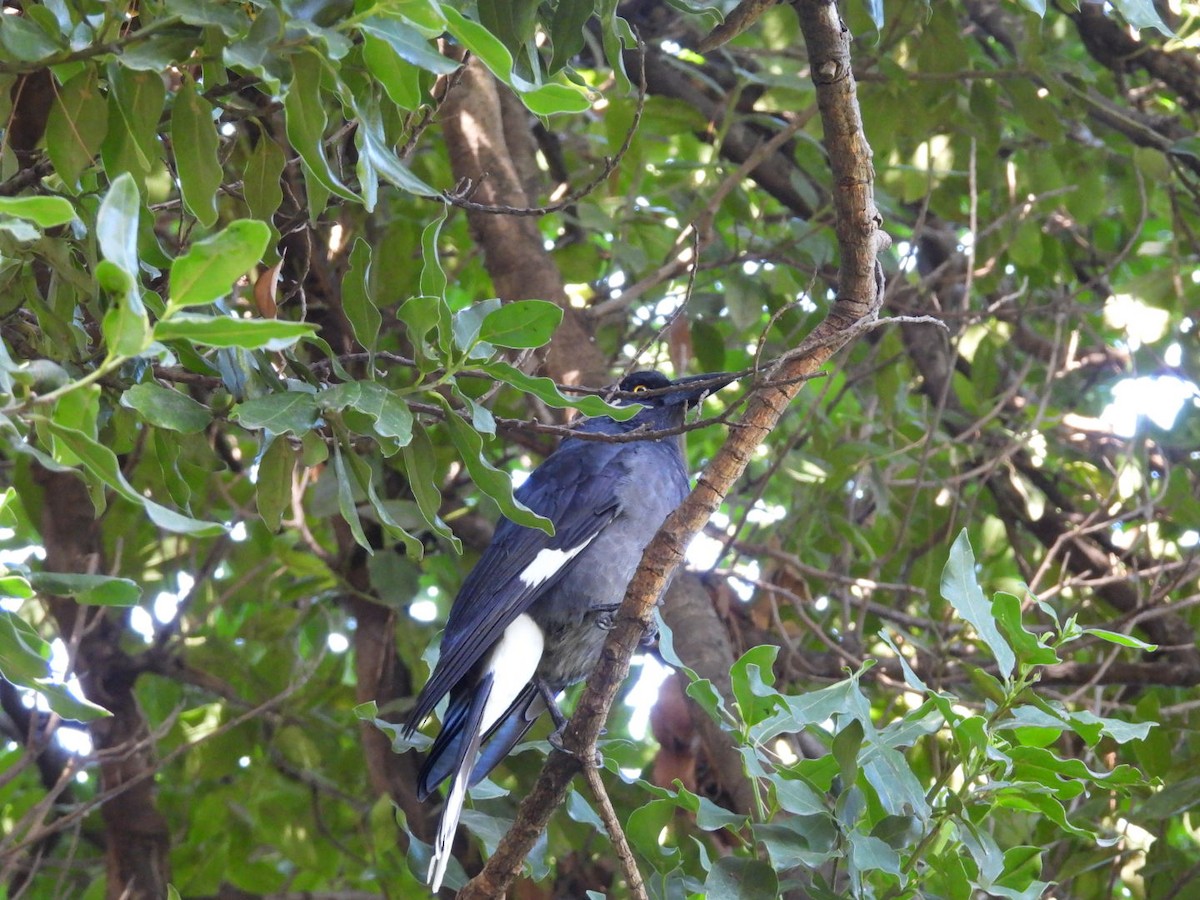 Pied Currawong - ML608753553