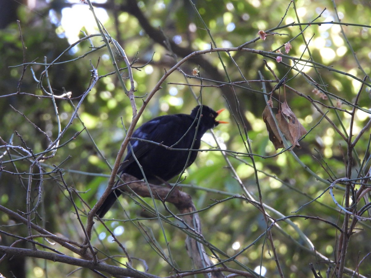 Eurasian Blackbird - ML608753599