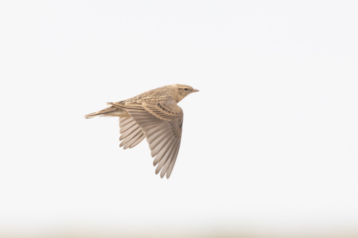 Mongolian Short-toed Lark - Yann Muzika