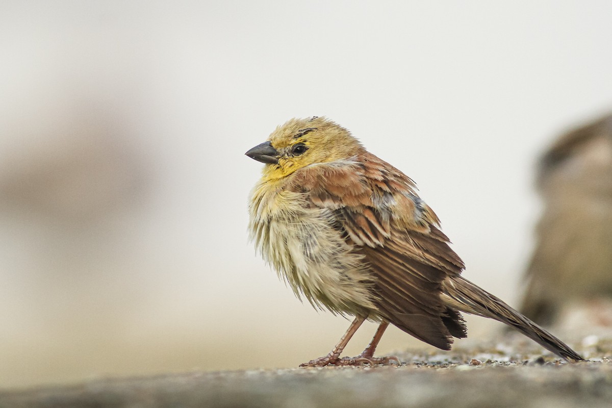 Sudan Golden Sparrow - Sacha Balavoine
