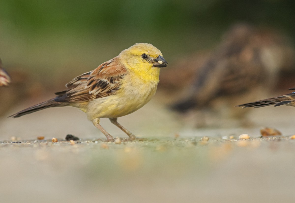 Sudan Golden Sparrow - Sacha Balavoine