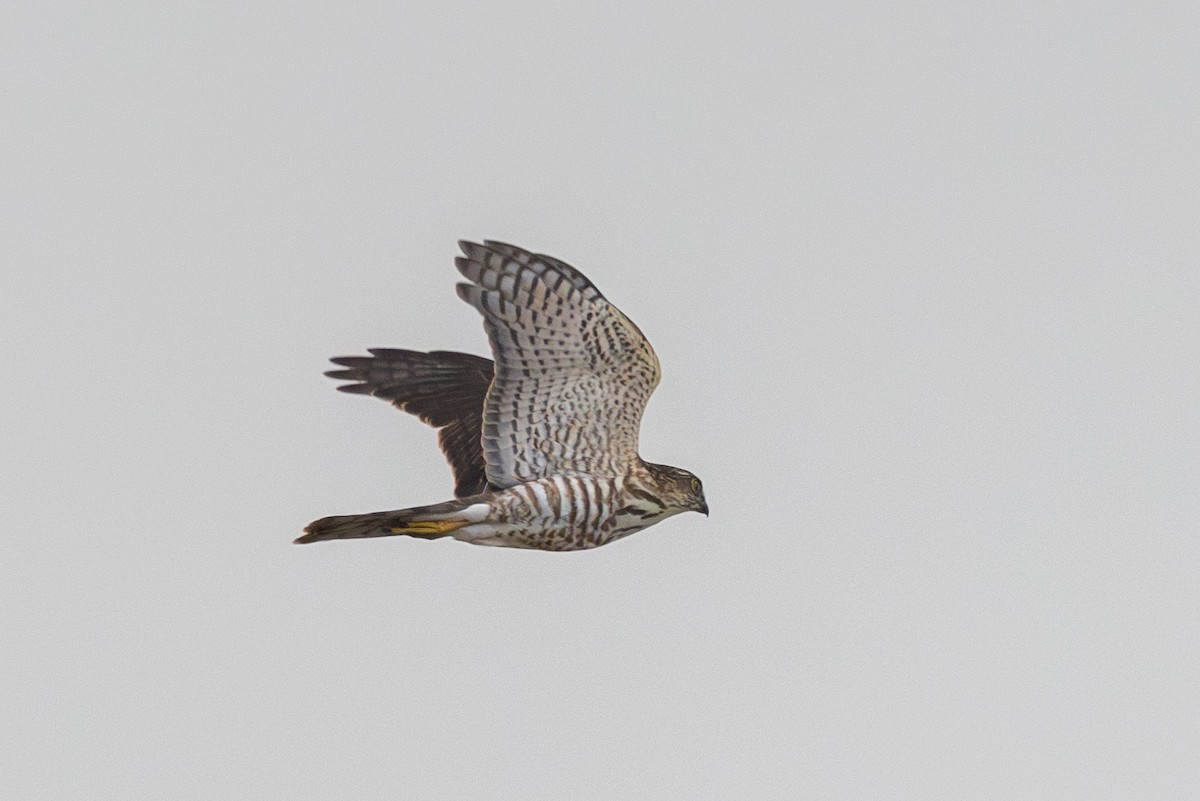 Japanese Sparrowhawk - Yann Muzika