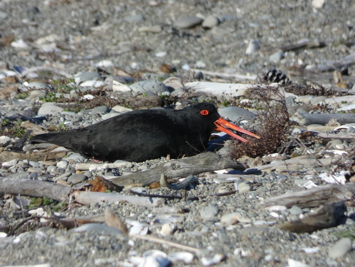 Variable Oystercatcher - ML608753952