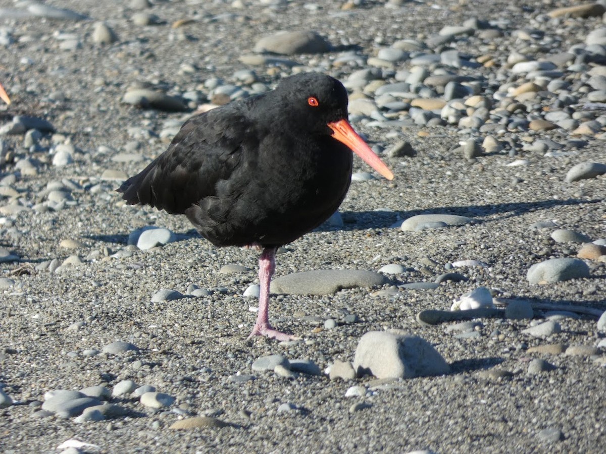 Variable Oystercatcher - ML608753953