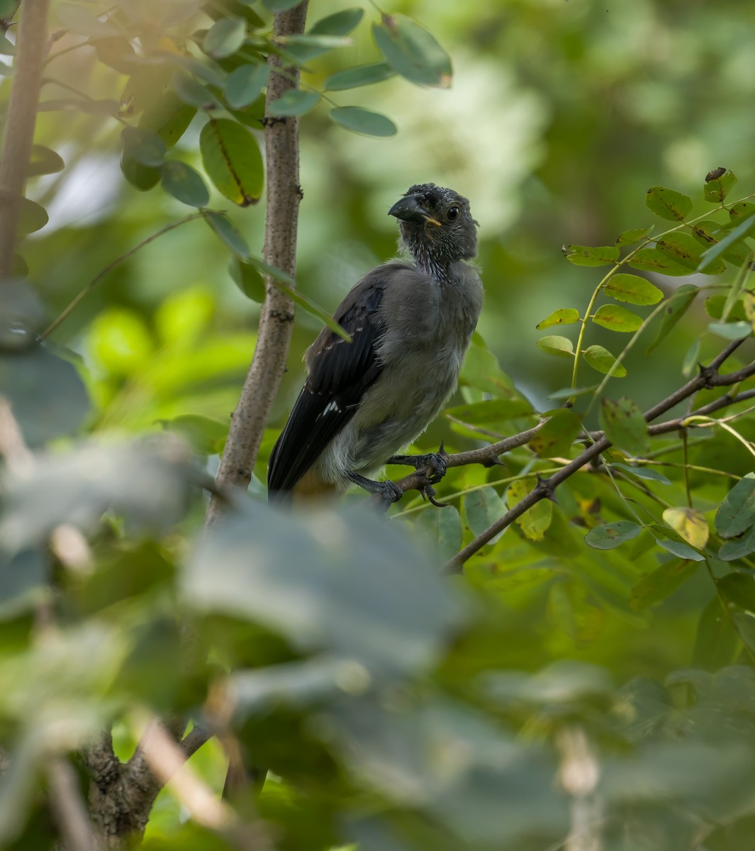 Gray Treepie - ML608753961