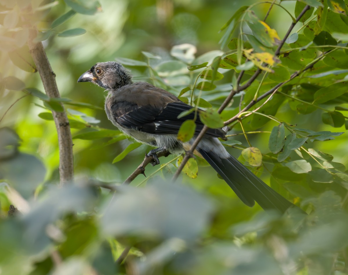 Gray Treepie - ML608753963