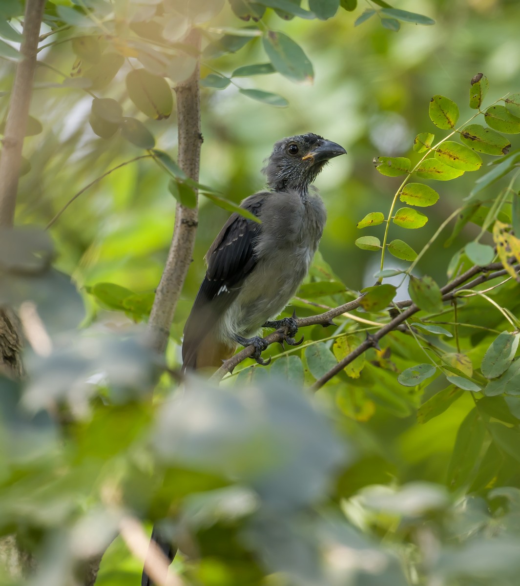 Gray Treepie - ML608753964