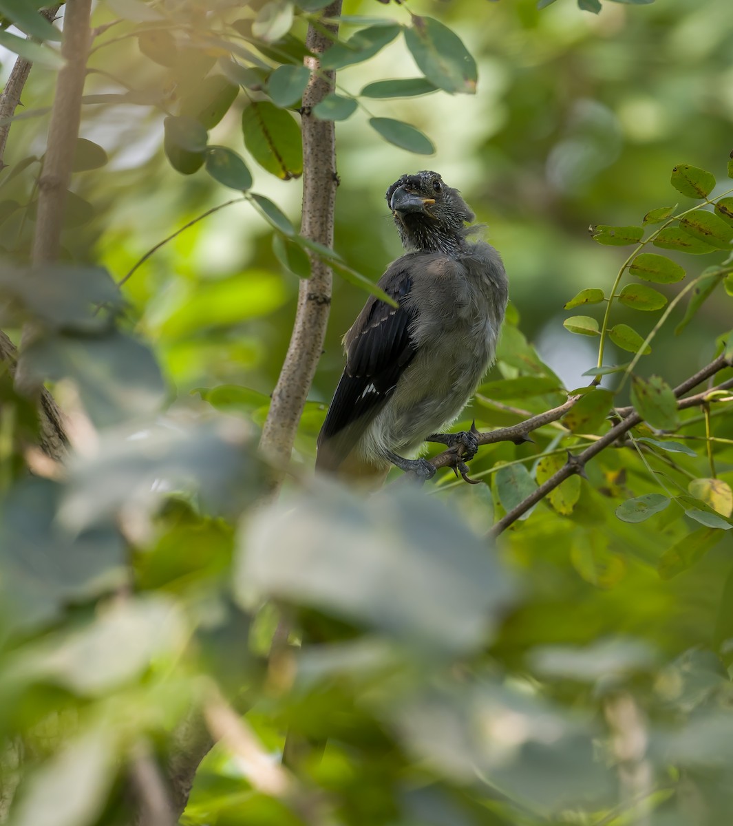 Gray Treepie - ML608753965