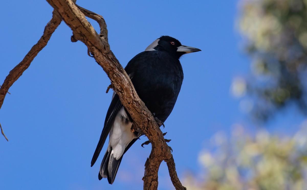 Australian Magpie (Black-backed) - ML608754119