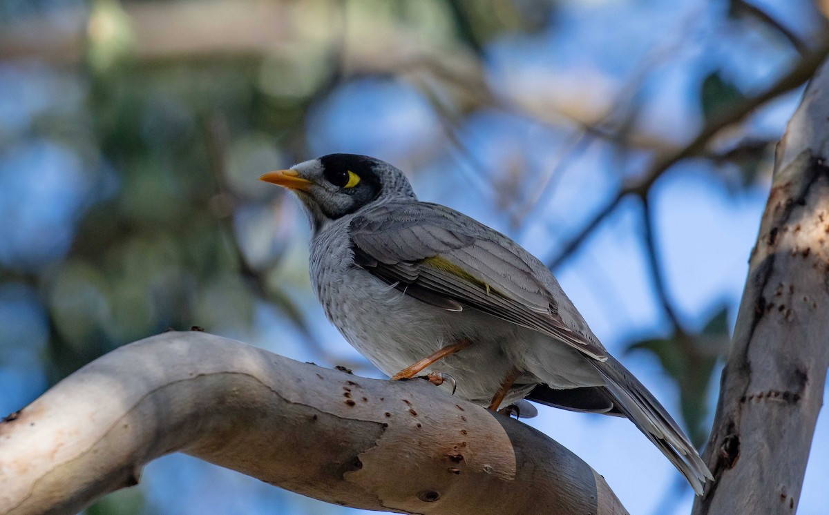 Noisy Miner - ML608754121