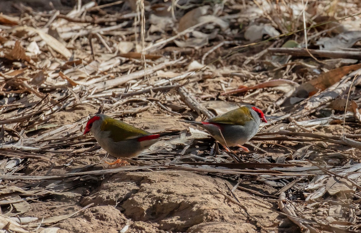 Red-browed Firetail - ML608754125