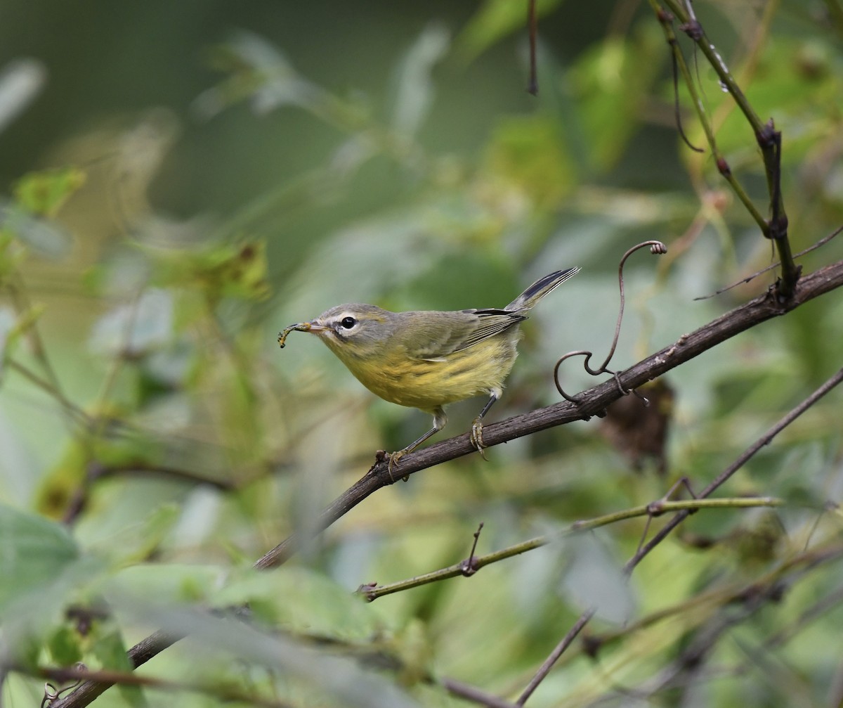 Prairie Warbler - Paul Nielson