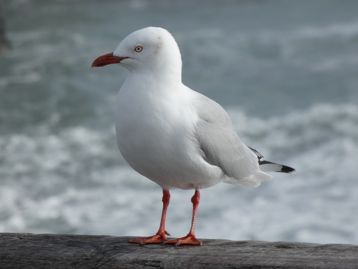 Silver Gull (Red-billed) - ML608754185