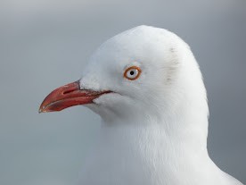 Silver Gull (Red-billed) - ML608754186