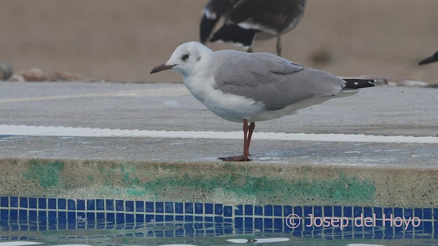 Gray-hooded Gull - ML608754296